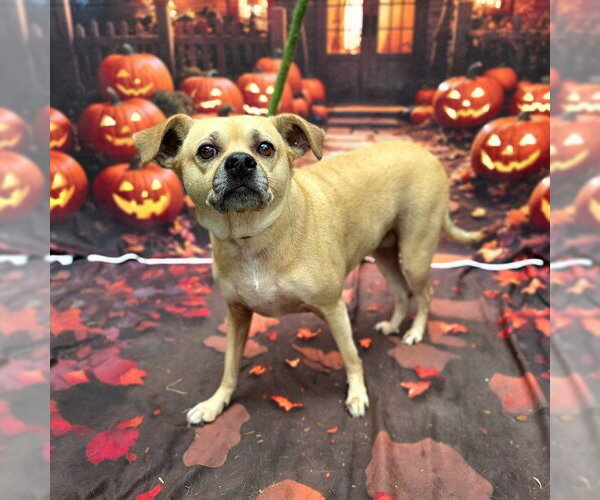 Medium Photo #1 Chihuahua-Unknown Mix Puppy For Sale in Long Beach, CA, USA