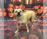 AZULA - Female Chihuahua-Unknown Mix Dog for Adoption - Small photo
