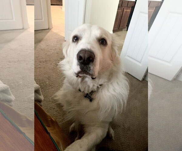 Medium Photo #2 Great Pyrenees Puppy For Sale in Spring, TX, USA