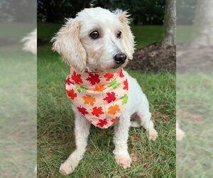 Barnaby - Male Maltipoo (Miniature) Dog for Adoption - Photo #5