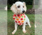 Small Photo #5 Maltipoo (Miniature) Puppy For Sale in Arlington, VA, USA