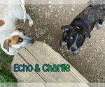 Small #5 American Pit Bull Terrier-Catahoula Leopard Dog Mix