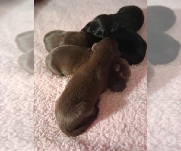 Medium Photo #3 German Malinois-Labrador Retriever Mix Puppy For Sale in FITZGERALD, GA, USA