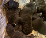 3f 6m - Male Cane Corso Puppy for Sale - Small photo