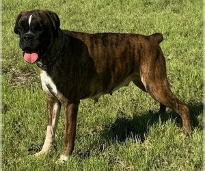 Mother of the Boxer puppies born on 06/30/2026