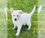 Small #5 German Shepherd Dog