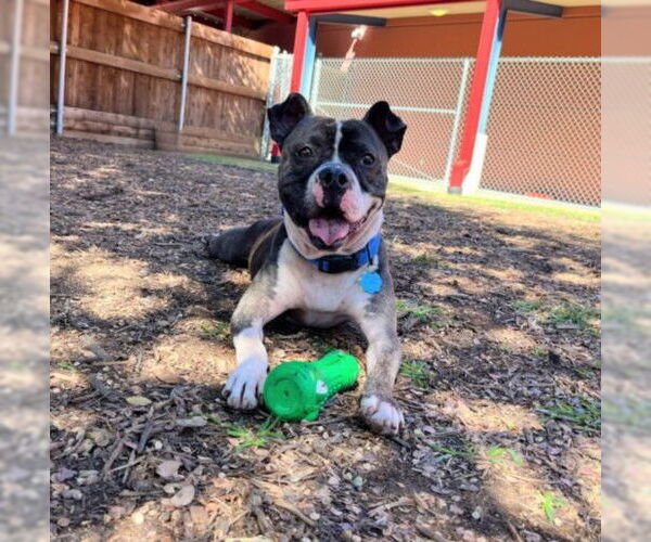 Medium Photo #3 American Pit Bull Terrier-Unknown Mix Puppy For Sale in Plano, TX, USA