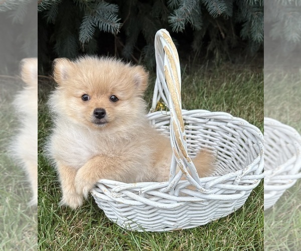 Medium Photo #3 Pomeranian Puppy For Sale in MIDDLEBURY, IN, USA