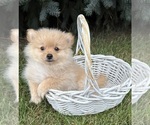 Small #2 Pomeranian