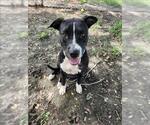 Small American Pit Bull Terrier