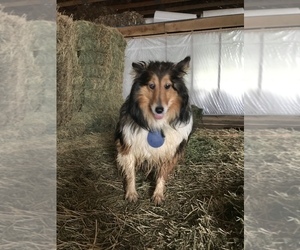 Mother of the Shetland Sheepdog puppies born on 02/12/2022