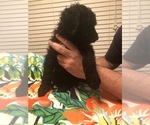 Small Photo #5 Poodle (Standard) Puppy For Sale in WALKER, LA, USA