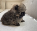 Small Photo #7 Pomeranian Puppy For Sale in BRICK, NJ, USA