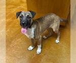 Small #1 Mutt
