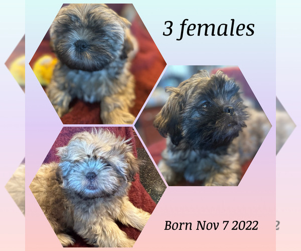 Medium Photo #1 Shih Tzu Puppy For Sale in SPRING, TX, USA