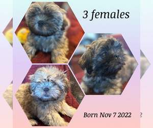 Shih Tzu Puppy for sale in SPRING, TX, USA