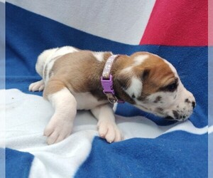 Great Dane Puppy for sale in ALVARADO, TX, USA