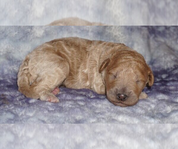 Medium Photo #2 Miniature Labradoodle Puppy For Sale in LA HABRA, CA, USA