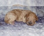 Small #1 Miniature Labradoodle