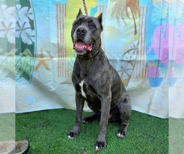 Medium Photo #2 Mutt Puppy For Sale in Long Beach, CA, USA