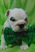 Small Photo #11 English Bulldogge Puppy For Sale in HAMILTON, OH, USA