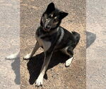 Small #1 German Shepherd Dog-Siberian Husky Mix