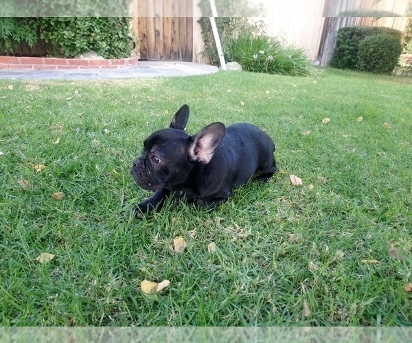 Medium Photo #5 French Bulldog Puppy For Sale in SIMI VALLEY, CA, USA