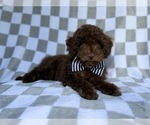 Small #2 Cavapoo (Miniature)
