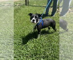 Small #2 Boston Terrier Mix