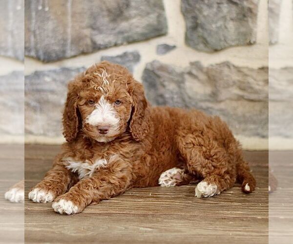 Medium Photo #4 Goldendoodle Puppy For Sale in RONKS, PA, USA