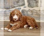 Small #3 Goldendoodle