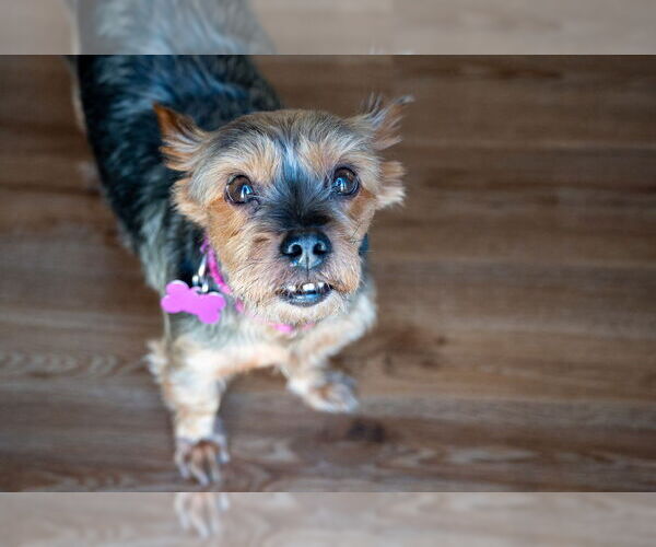 Medium Photo #1 Mutt Puppy For Sale in Mundelein, IL, USA