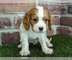 Small #7 Cavalier King Charles Spaniel