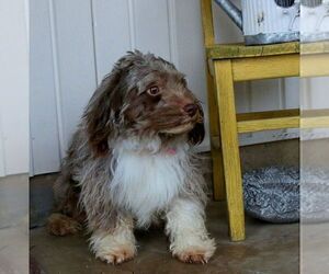 Father of the Aussie-Poo puppies born on 08/11/2025