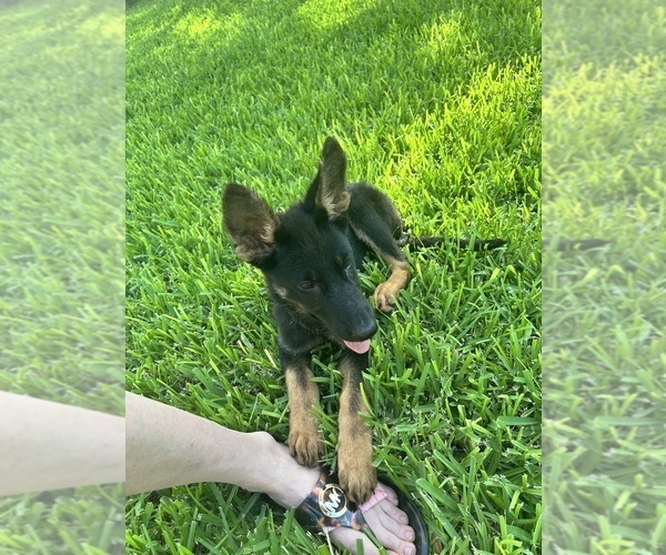 Medium Photo #21 German Shepherd Dog Puppy For Sale in TEMPLE, TX, USA