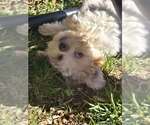 Small #3 Mutt