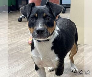 Cojack Dogs for adoption in Washington, DC, USA