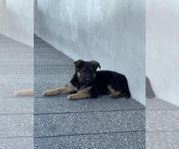 Medium Photo #4 German Shepherd Dog Puppy For Sale in SAN FRANCISCO, CA, USA