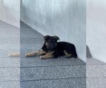 Small #3 German Shepherd Dog