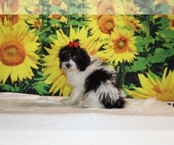 Medium Photo #4 Goldendoodle (Miniature) Puppy For Sale in DYERSBURG, TN, USA