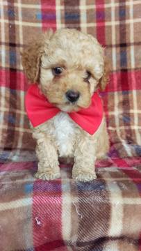Medium Photo #1 Poodle (Toy) Puppy For Sale in HONEY BROOK, PA, USA