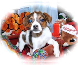 Jack-Rat Terrier-Unknown Mix Puppy for sale in HAMMOND, IN, USA
