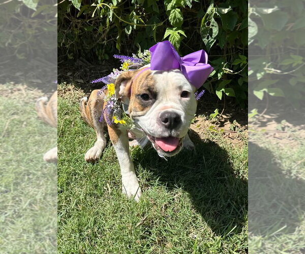 Medium Photo #2 Bulldog-Unknown Mix Puppy For Sale in Redlands, CA, USA