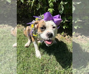 Brooklyn - Female Bulldog-Unknown Mix Dog for Adoption - Photo #2