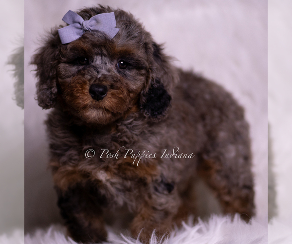 Medium Photo #9 Poodle (Miniature) Puppy For Sale in WARSAW, IN, USA