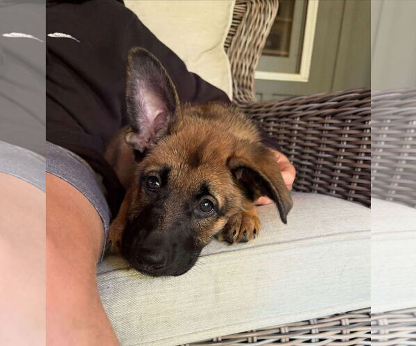 Medium Photo #7 German Shepherd Dog Puppy For Sale in Gretna, NE, USA
