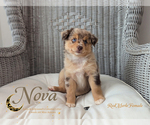 Image preview for Ad Listing. Nickname: Nova