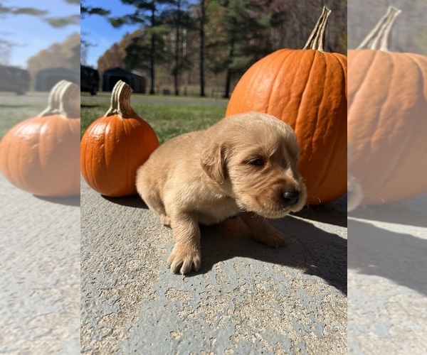 Medium Photo #3 Golden Retriever Puppy For Sale in NEOLA, WV, USA