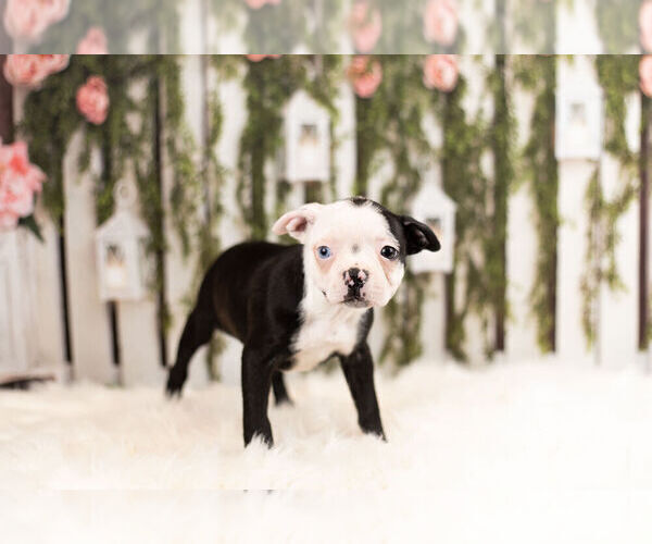Medium Photo #4 Boston Terrier Puppy For Sale in WARSAW, IN, USA