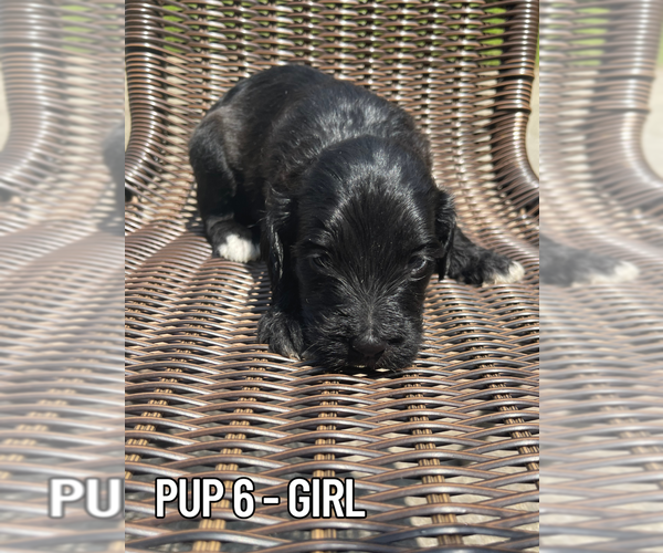 Medium Photo #6 Goldendoodle Puppy For Sale in DALLAS, GA, USA